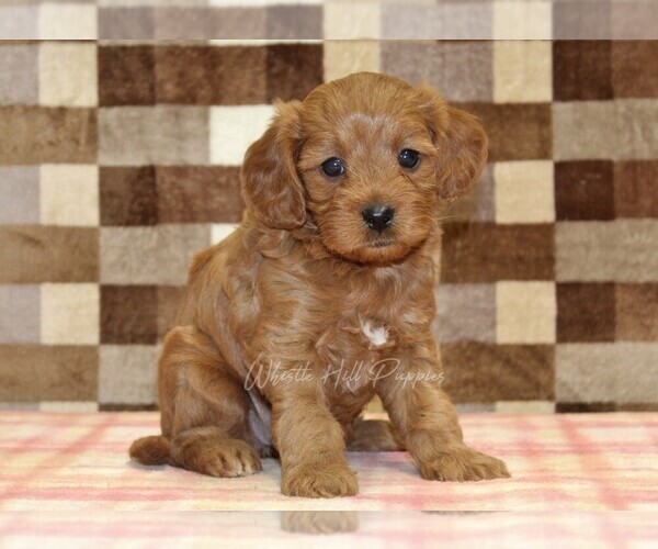 Medium Photo #4 Cavapoo (Miniature) Puppy For Sale in DENVER, PA, USA
