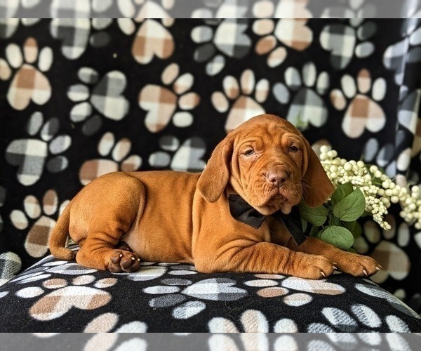 Medium Photo #4 Vizsla Puppy For Sale in KINZERS, PA, USA