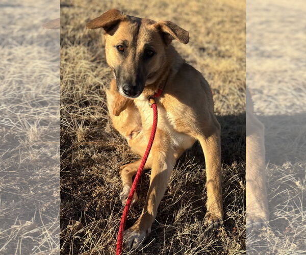 Medium Photo #2 Mutt Puppy For Sale in Las Vegas, NM, USA