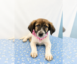 Small #2 Australian Shepherd Mix