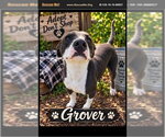 Grover - Male Mutt Dog for Adoption - Small photo