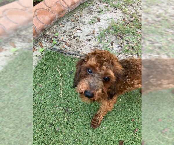 Medium Photo #3 Poodle (Miniature) Puppy For Sale in Valrico, FL, USA