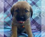 Small Labrador Retriever Mix