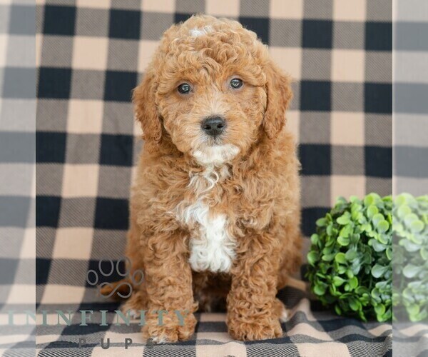 Medium Photo #5 Goldendoodle (Miniature) Puppy For Sale in DORNSIFE, PA, USA