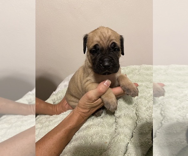 Medium Photo #2 Cane Corso Puppy For Sale in CLEARWATER, FL, USA