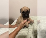 Small Photo #2 Cane Corso Puppy For Sale in CLEARWATER, FL, USA