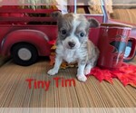 Image preview for Ad Listing. Nickname: Tiny Tim