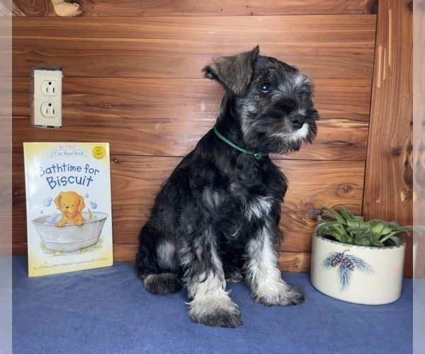 Medium Photo #2 Schnauzer (Miniature) Puppy For Sale in BIG CABIN, OK, USA
