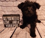 Small Photo #7 YorkiePoo Puppy For Sale in BLUE MOUND, TX, USA