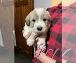 Puppy 4 Great Pyrenees-Maremma Sheepdog Mix
