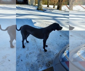 Great Dane Puppy for sale in POCAHONTAS, AR, USA