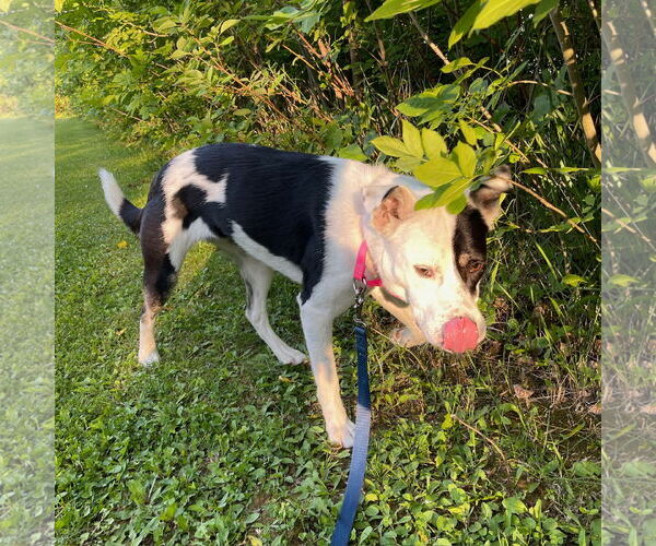 Medium Photo #9 American Pit Bull Terrier-Unknown Mix Puppy For Sale in Fargo, ND, USA