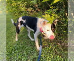 Small #8 American Pit Bull Terrier Mix