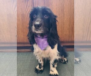 Spaniel-Unknown Mix Dogs for adoption in Columbus, IN, USA