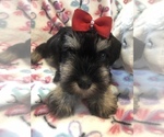 Small Photo #4 Schnauzer (Miniature) Puppy For Sale in SARASOTA, FL, USA