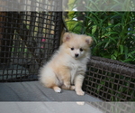 Small #1 Pomeranian