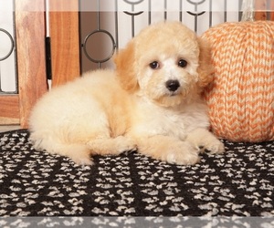 Bichpoo mix (+ Bichon Frise) Puppy for sale in NAPLES, FL, USA