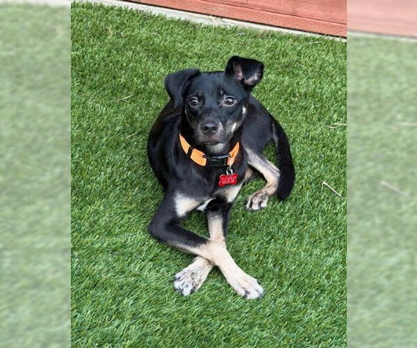 Medium Photo #1 Chihuahua-Unknown Mix Puppy For Sale in San Diego, CA, USA