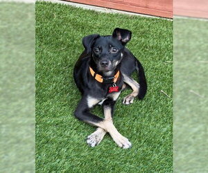 Chihuahua-Unknown Mix Dogs for adoption in San Diego, CA, USA