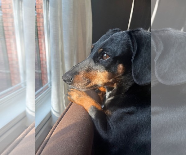 Medium Photo #3 Dachshund-Unknown Mix Puppy For Sale in Wakefield, RI, USA