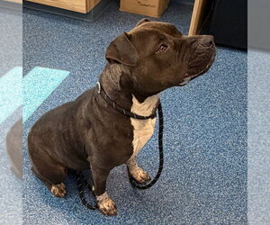 26-276 Brienne - Female Mutt Dog for Adoption - Photo #2