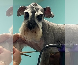 Father of the Schnauzer (Miniature) puppies born on 01/28/2026