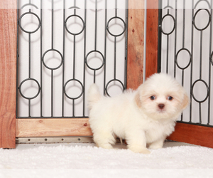 Shih Tzu Puppy for sale in NAPLES, FL, USA