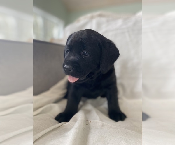 Medium Photo #4 Labrador Retriever Puppy For Sale in NEW HOLLAND, PA, USA
