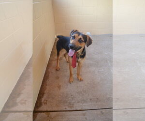 Mutt Dogs for adoption in McKinney, TX, USA