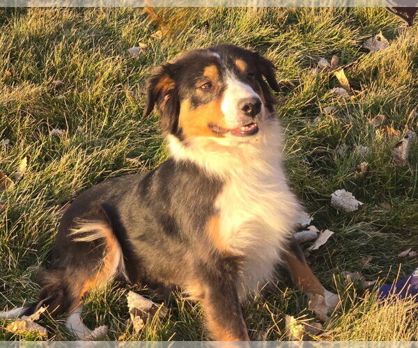 Medium Photo #3 Australian Shepherd-Unknown Mix Puppy For Sale in Salt Lake City, UT, USA