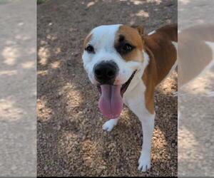 American Staffordshire Terrier Dogs for adoption in San Antonio, TX, USA