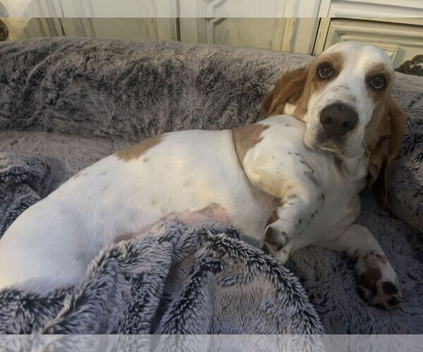 Medium Photo #7 Basset Hound Puppy For Sale in Petaluma, CA, USA