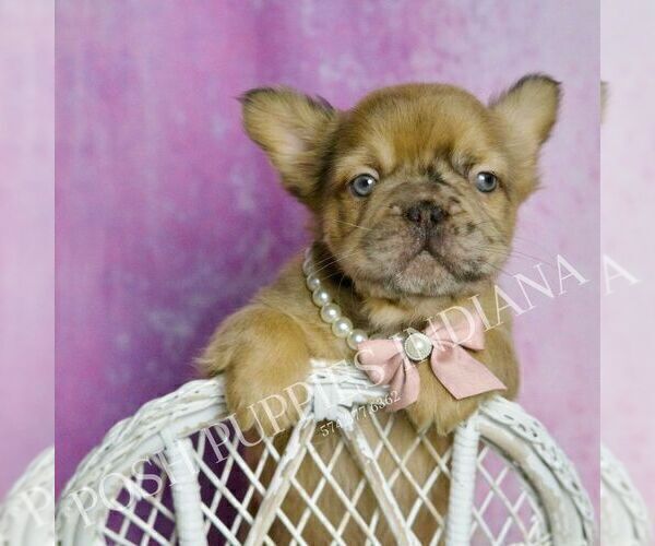 Medium Photo #3 French Bulldog Puppy For Sale in WARSAW, IN, USA