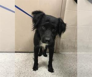 Border Collie-Unknown Mix Dogs for adoption in Conroe, TX, USA