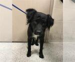 Small Border Collie Mix