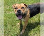 Small #1 Bullmastiff Mix