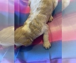 Small Photo #10 Goldendoodle-Poodle (Standard) Mix Puppy For Sale in GREENVILLE, SC, USA