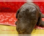 Small Photo #6 Poodle (Miniature) Puppy For Sale in SEDALIA, MO, USA