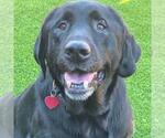 Small #2 Labrador Retriever Mix
