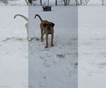 Small #11 Fila Brasileiro-Great Dane Mix