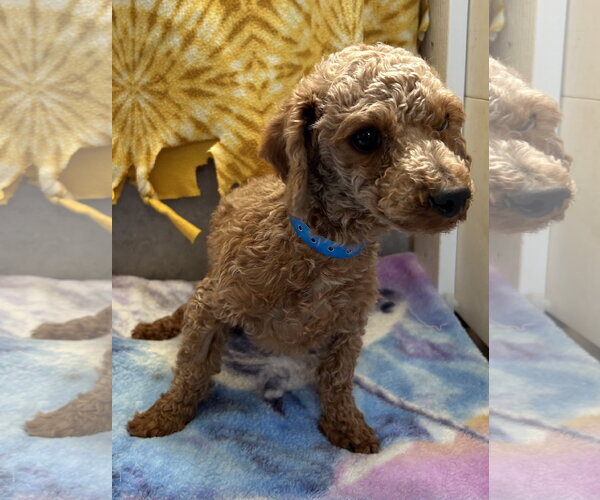 Medium Photo #4 Poodle (Toy) Puppy For Sale in Pacolet, SC, USA
