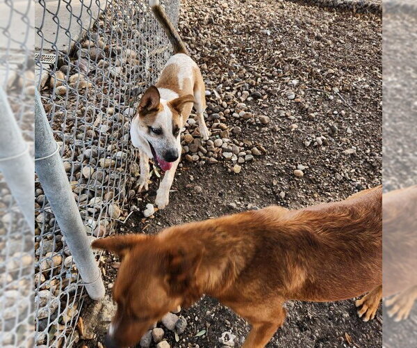 Medium Photo #4 Mutt Puppy For Sale in Rockaway, NJ, USA