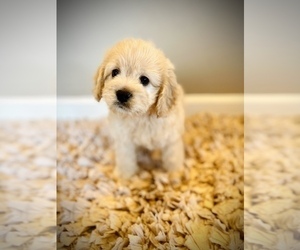 Cockapoo Puppy for Sale in CROSSVILLE, Tennessee USA