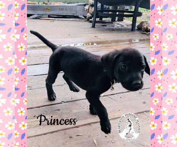 Medium Photo #3 Treeing Walker Coonhound-Unknown Mix Puppy For Sale in Red Lodge, MT, USA