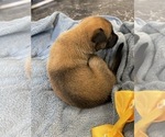 Small Photo #207 Belgian Malinois Puppy For Sale in REESEVILLE, WI, USA