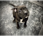 Small Photo #6 American Bully Puppy For Sale in REESEVILLE, WI, USA