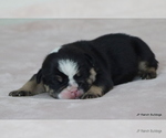 Small #6 Bulldog