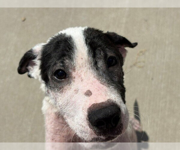 Medium Photo #1 Mutt Puppy For Sale in Tulsa, OK, USA