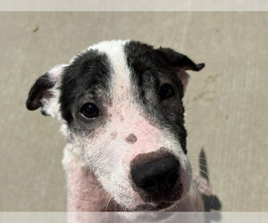 Mutt Dogs for adoption in Tulsa, OK, USA