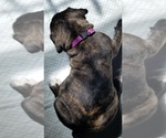 Small Photo #28 Mastiff Puppy For Sale in FULTON, NY, USA